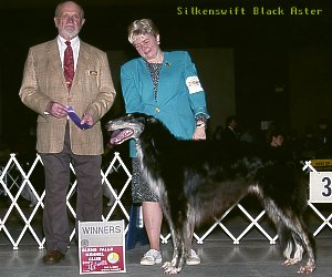Silkenswift Black Aster at dog show