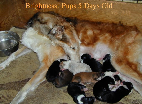 Borzoi Brightness with 5 day old pups