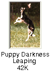 darkness
leaping