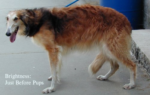 Borzoi Brightness at side view