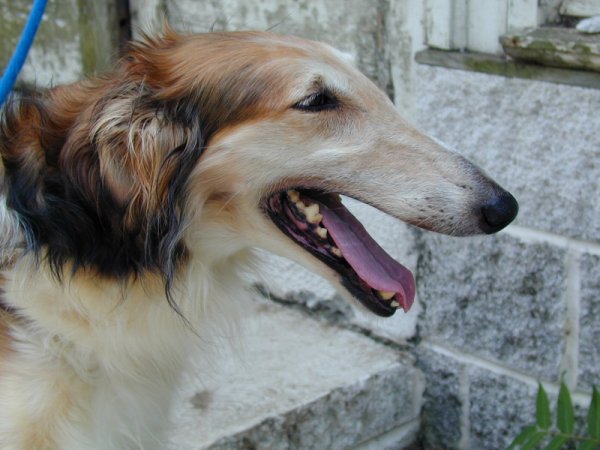 Borzoi Brightness at head study