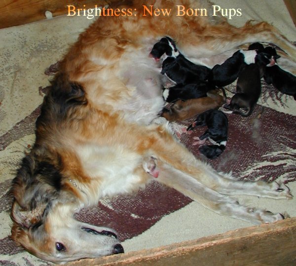 Borzoi Brightness with new litter