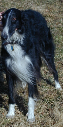 Borzoi Silkenswift Midnite Talyn