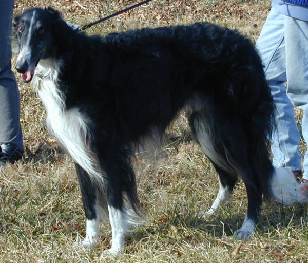 Borzoi Silkenswift Midnite Talyn