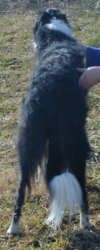 Borzoi Silkenswift Midnite Talyn