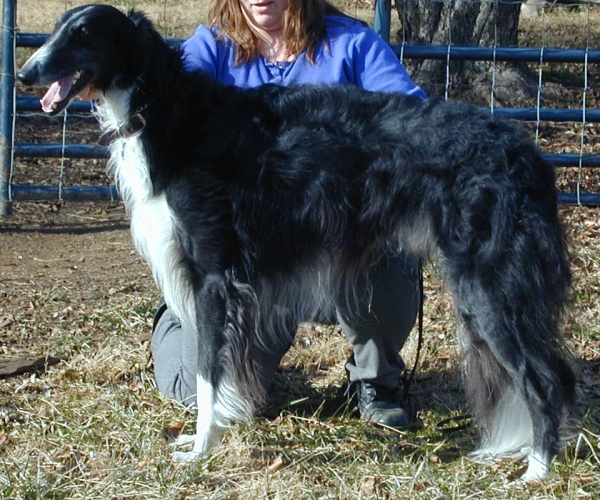 Borzoi Silkenswift Midnite Talyn