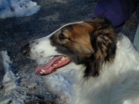 Eros lateral view of head